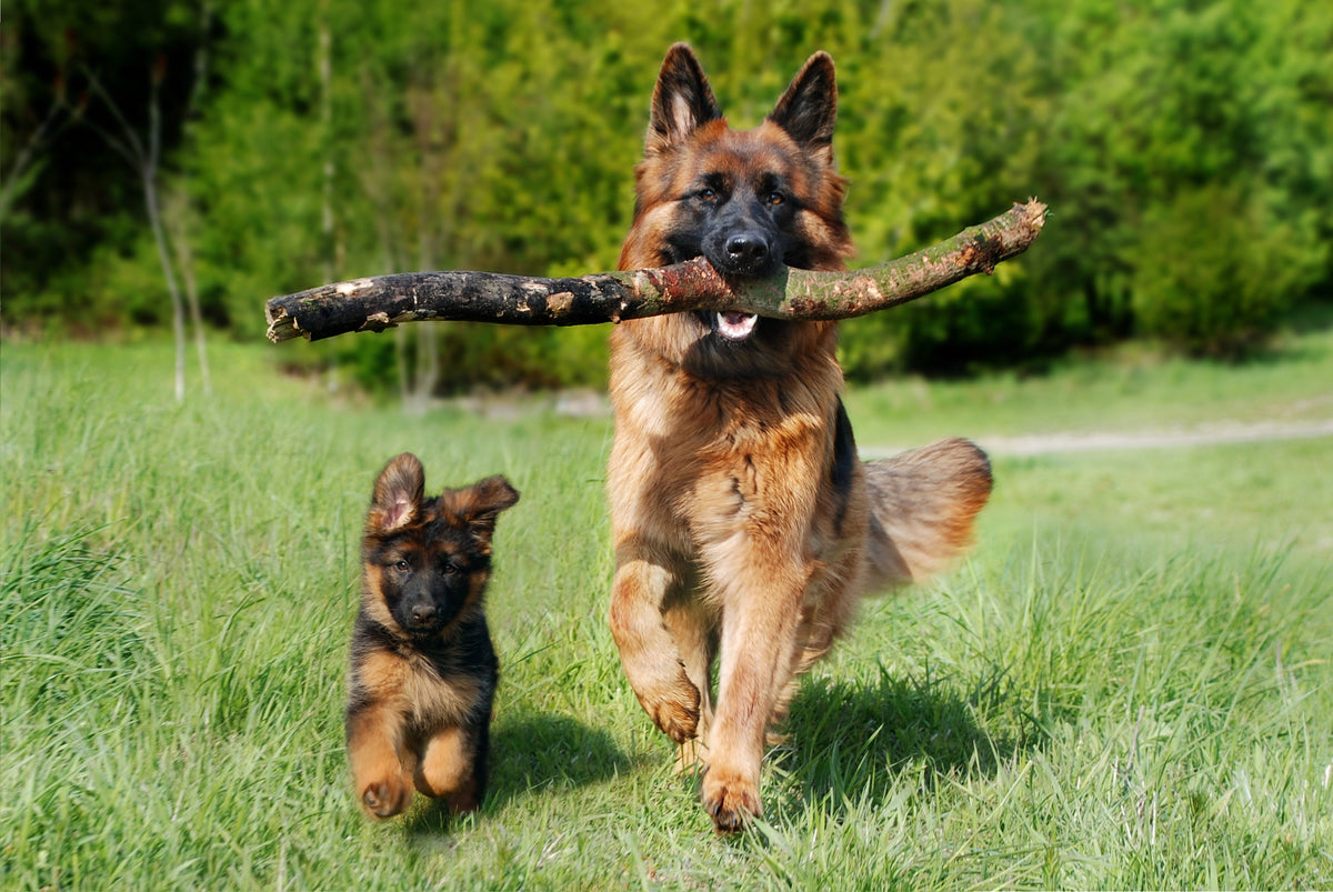 Für Ihren Hund