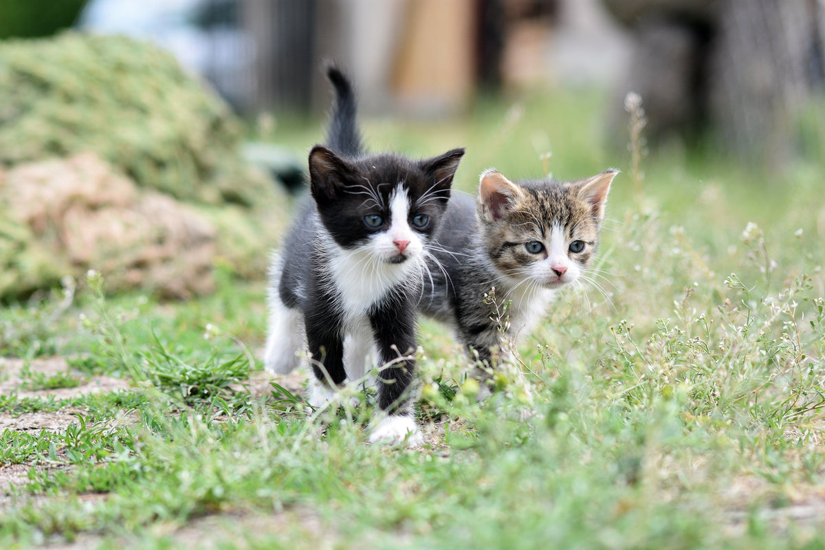 Für Ihre Katze